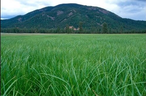 Subalpine Fens - Colorado Native Plant Society