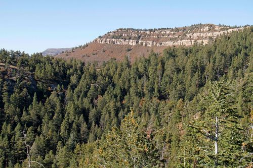 rocky pine forests